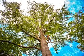 Soil Testing and Treatment in San Antonio, FL