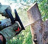 How Our Tree Care Process Works  in  San Antonio, FL