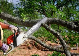 Trusted San Antonio, FL Tree Removal Experts