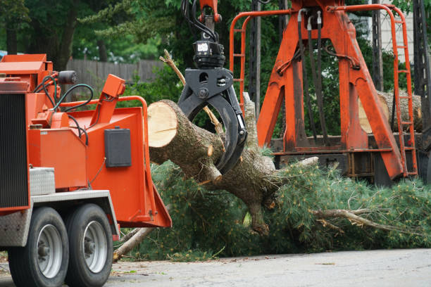Best Commercial Tree Services  in San Antonio, FL