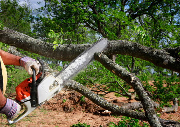 Best Lot and Land Clearing  in San Antonio, FL